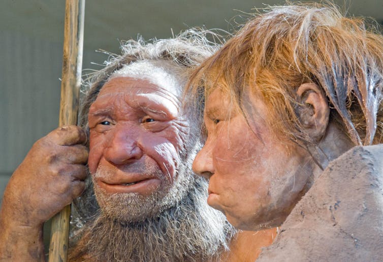 Reconstructed models of two Neanderthals.