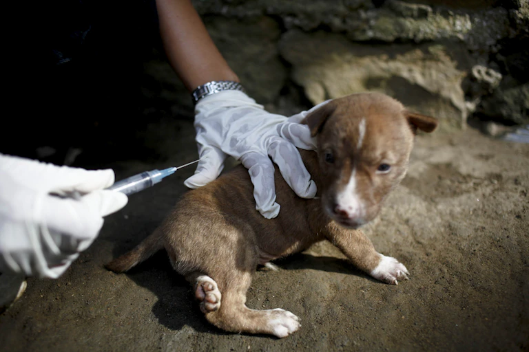 A puppy getting vaccinated.