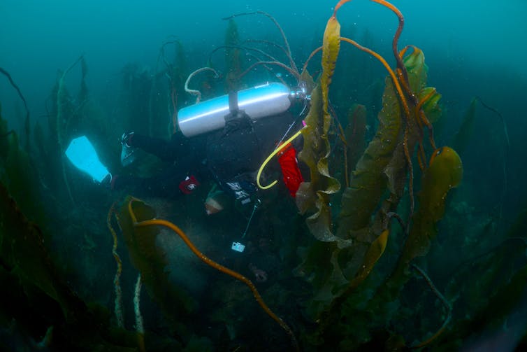 A scuba diver swims through kelp fronds.