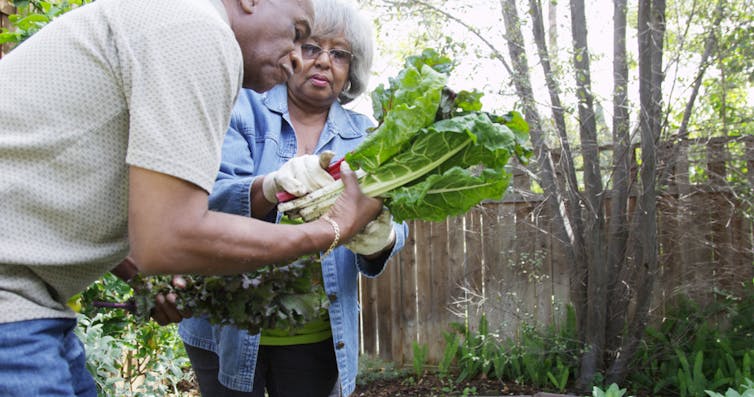 Elderly black couple picking vegetables in their garden.