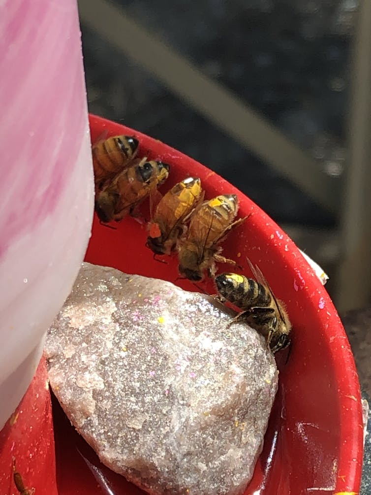 Five bees perched on the edge of a red feeder, sipping nectar.