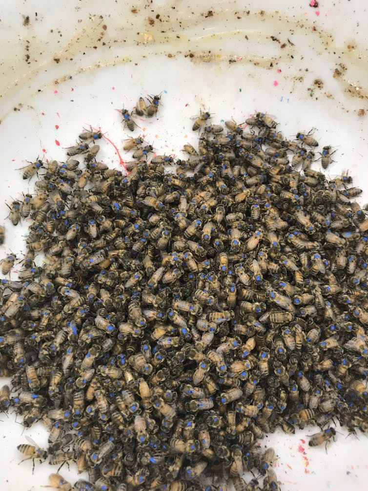 A bowl filled with several hundred bees, all marked with a blue dot on the thorax.