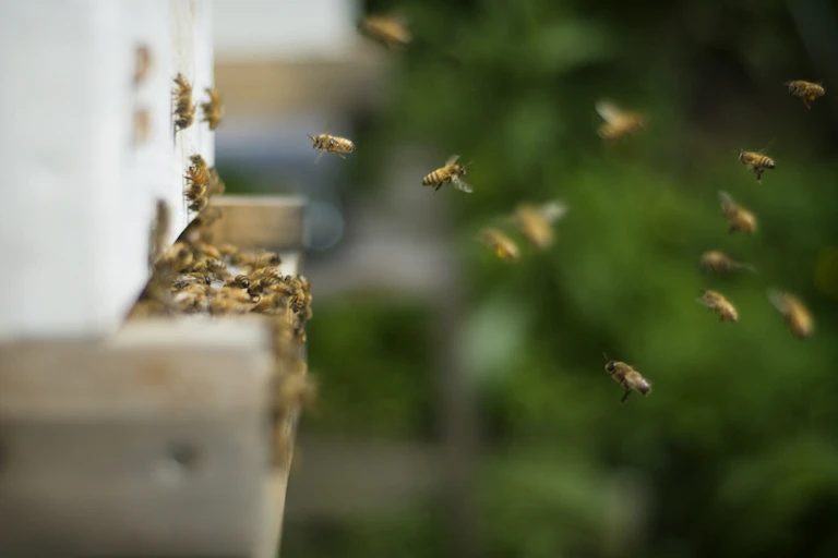 Bees coming and going from an outdoor hive.
