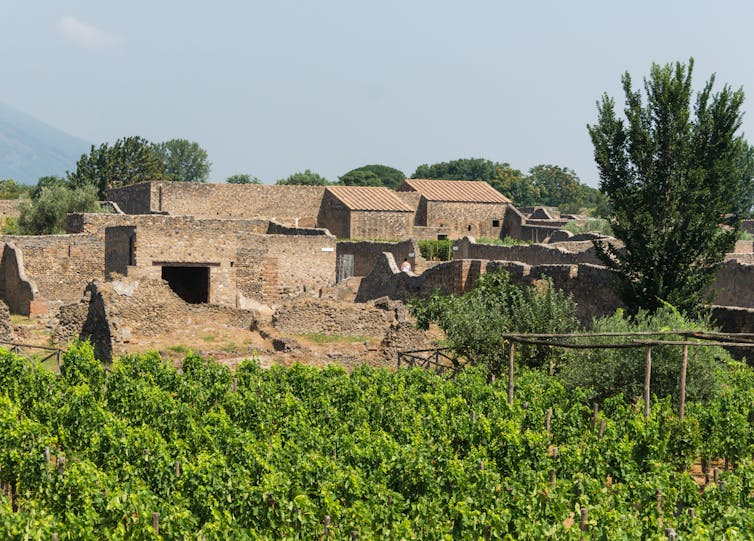 Green vines in front of ruins