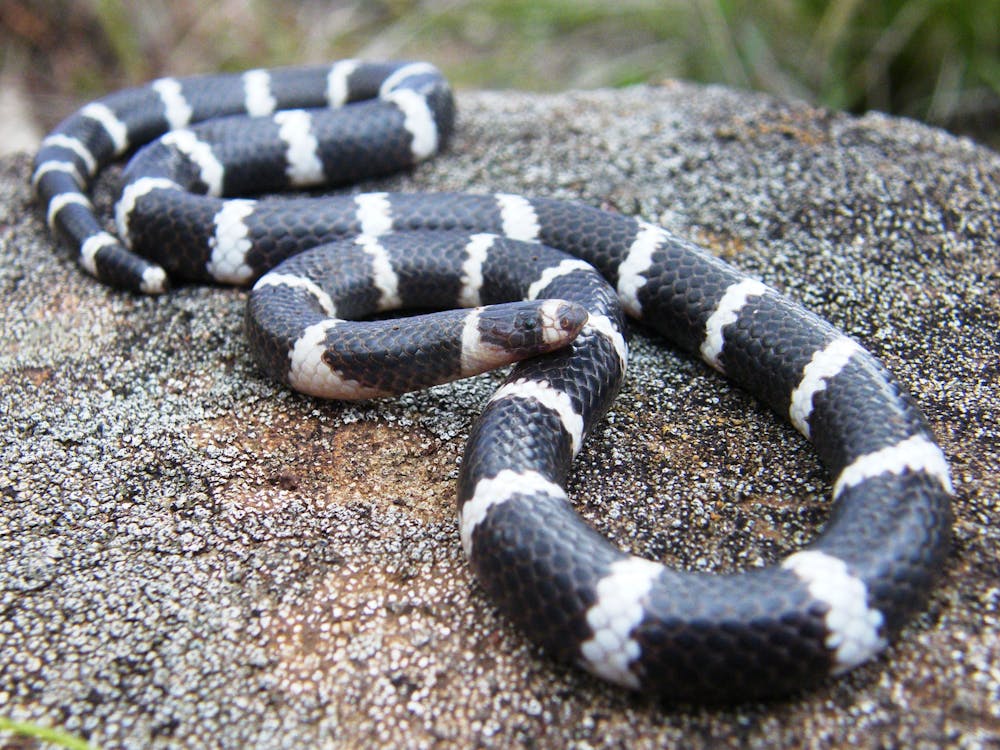 halvt George Eliot Continental Does Australia really have the deadliest snakes? We debunk 6 common myths