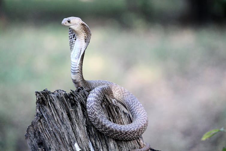 An Indian cobra upright on a log