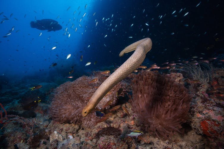 A sea snake dives underwater