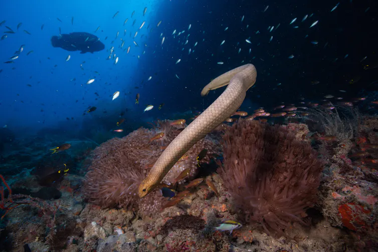 A sea snake dives underwater