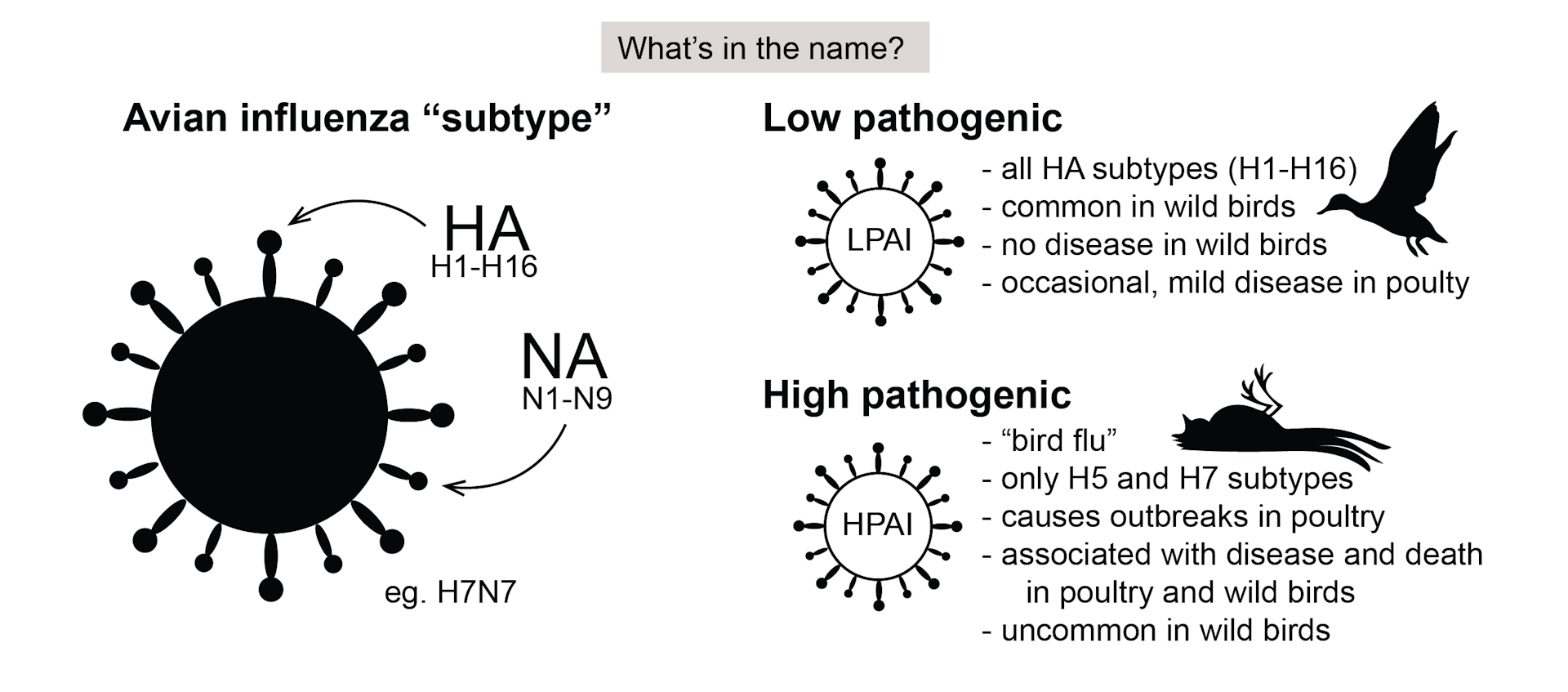 Nearly Half A Million Poultry Deaths: There Are 3 Avian Influenza ...