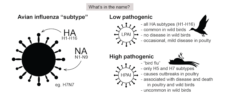 there are 3 avian influenza outbreaks in Victoria. Should we be worried?