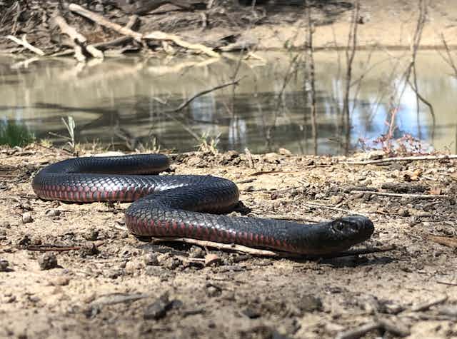 A red-bellied black snake near a water hole