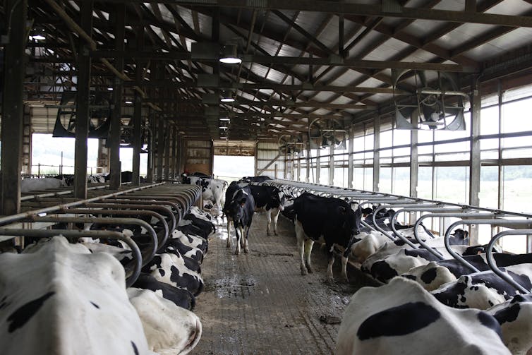 Cows at a dairy farm