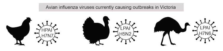 there are 3 avian influenza outbreaks in Victoria. Should we be worried?