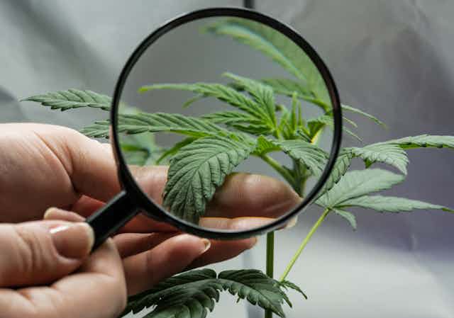 A magnifying glass looking close up at a cannabis plant leaf.