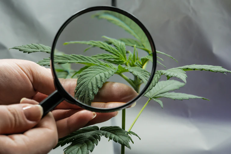 A magnifying glass looking close up at a cannabis plant leaf.