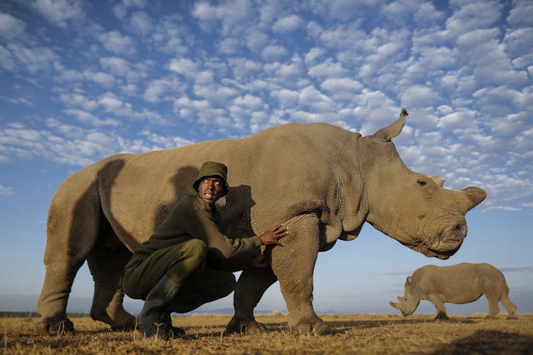 A caretaker crouches next to a rhino under a blue sky.