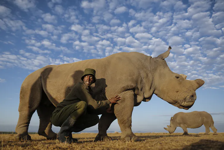 A caretaker crouches next to a rhino under a blue sky.