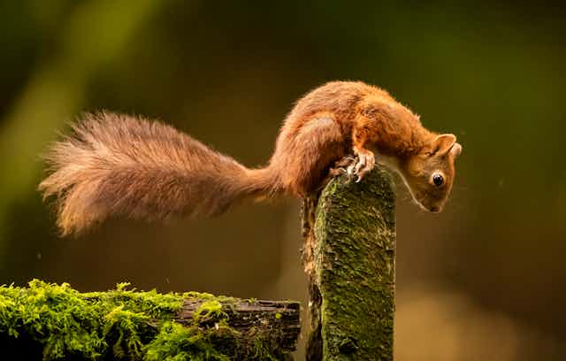 A red squirrel.