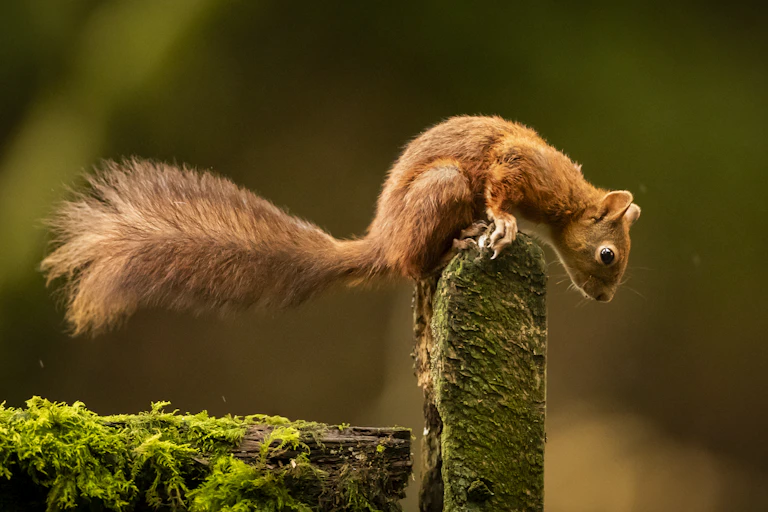 A red squirrel.