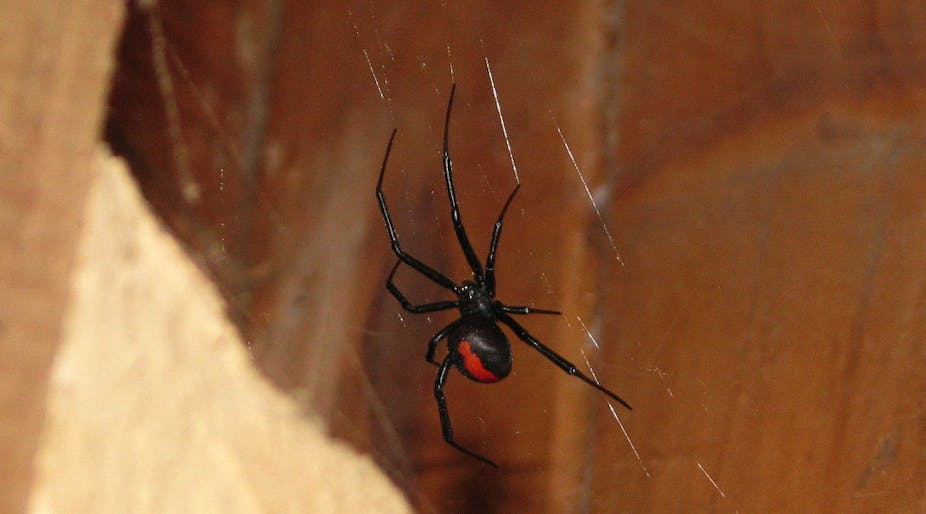 The Redback Spider