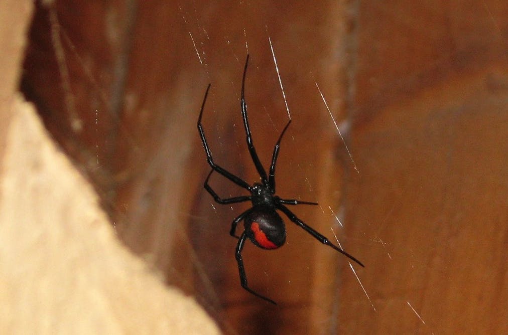 Hidden housemates the Australian redback spider Hidden housemates the Australian redback spider