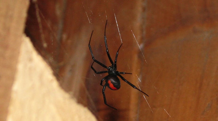 Some Things To Know About The Redback Spider Antivenom
