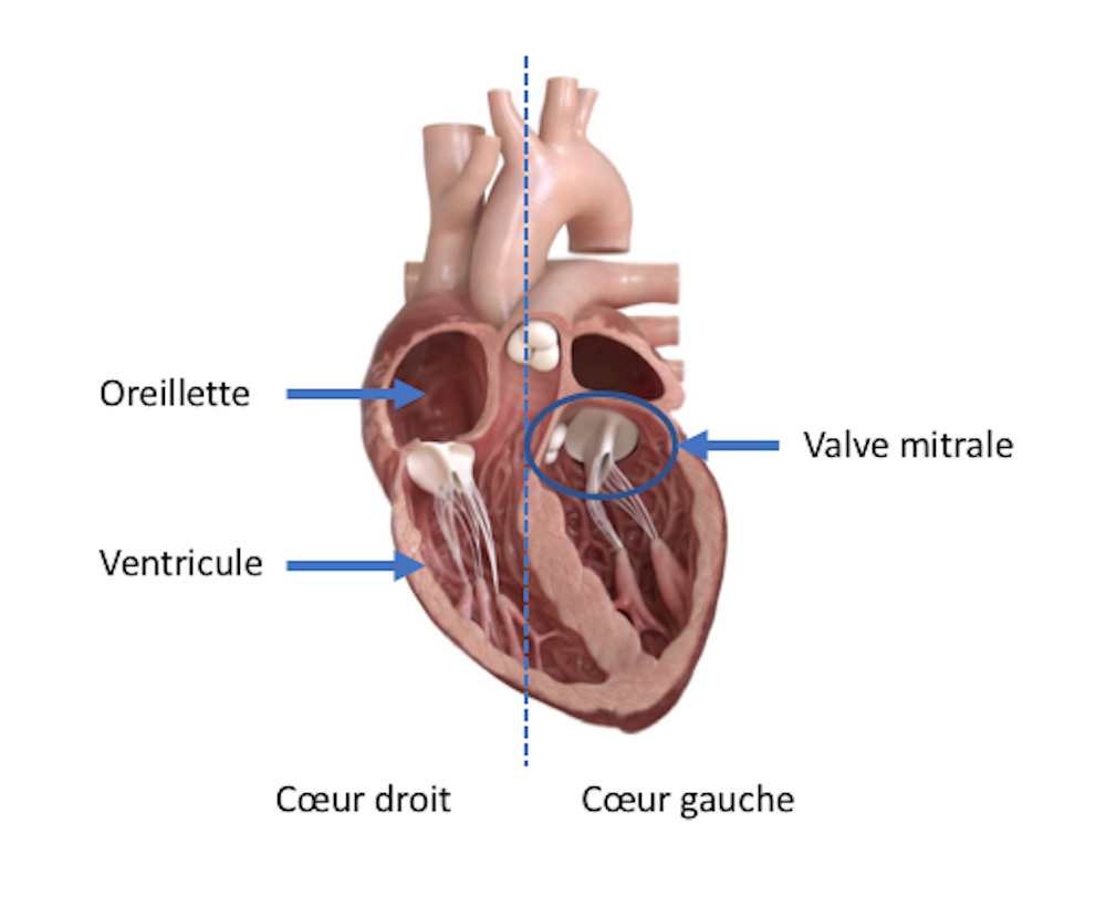 Les valves cardiaques