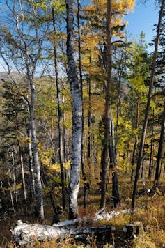 Floresta com bétulas e árvores perenes.