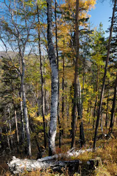 Forest with birches and evergreen trees.