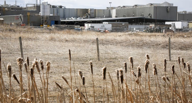 Golden bullrushes are seen in front of the Cargill meat factory.