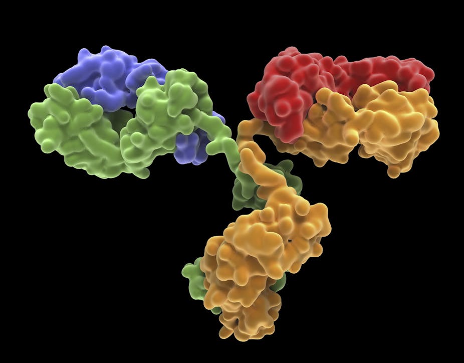 Y-shaped antibody molecule