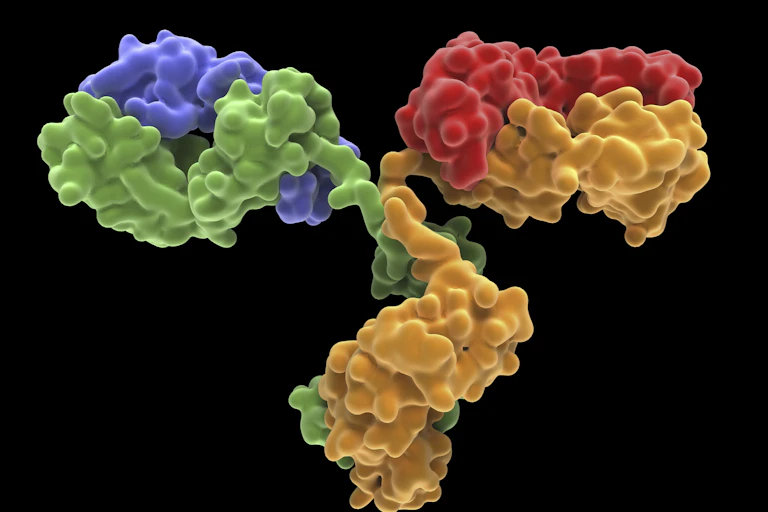 Y-shaped antibody molecule