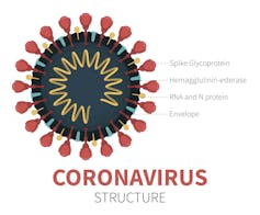 One small part of a human antibody has the potential to work as a drug for both prevention and therapy of COVID-19