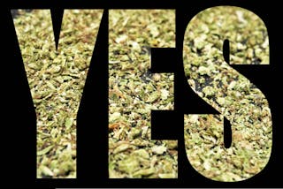 Undecided On The Cannabis Referendum 10 Pros And Cons Of Legalising The Drug