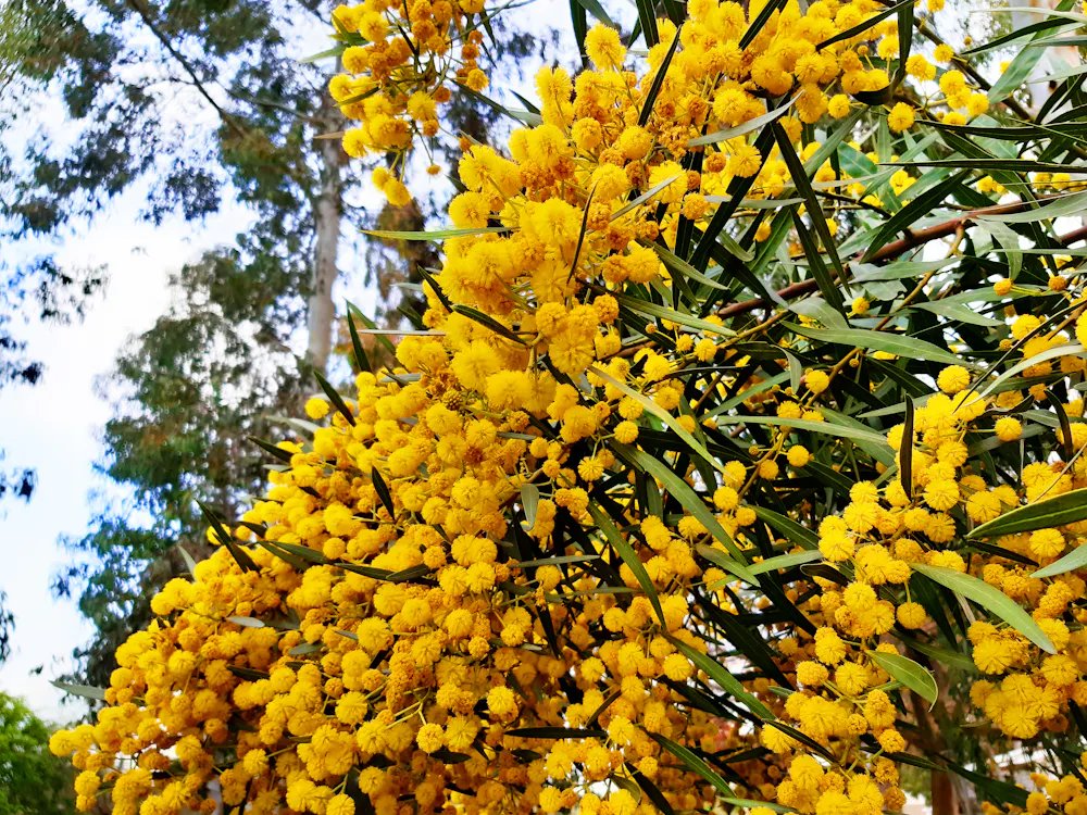 Spring is here and wattles are out in bloom: a love letter to our ...