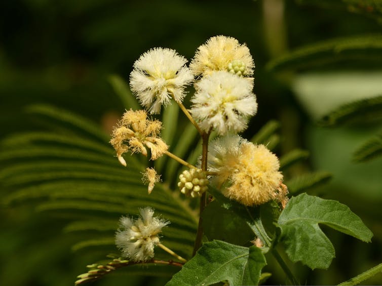 Close-up of black wattle flowers