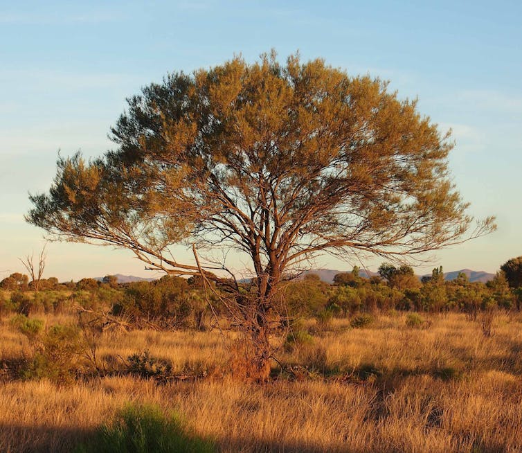 A mulga in the Australian desert