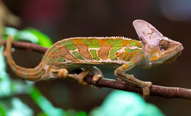 A gold and green banded chameleon rests on a branch.