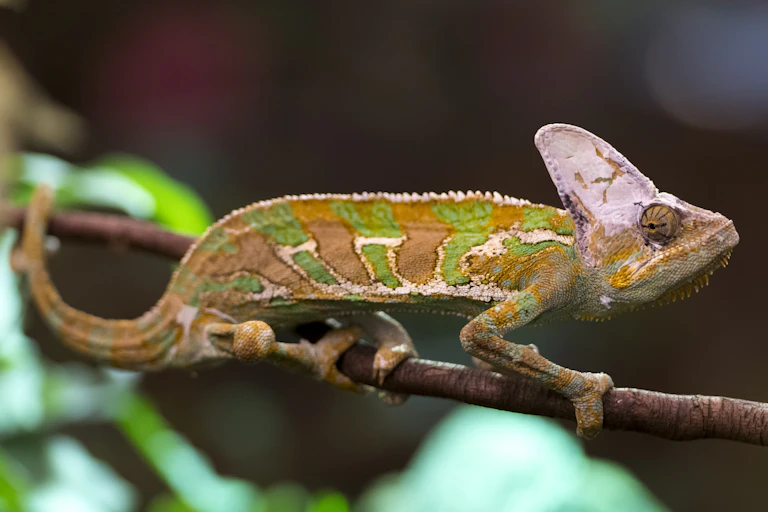 A gold and green banded chameleon rests on a branch.