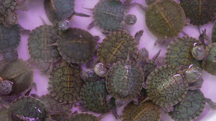 Baby terrapins scramble over each other in a shallow tub.