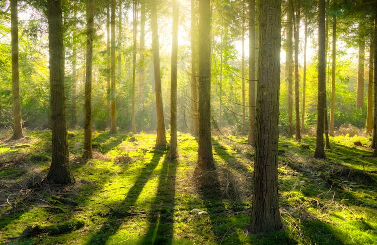 Sunlight shining through a forest