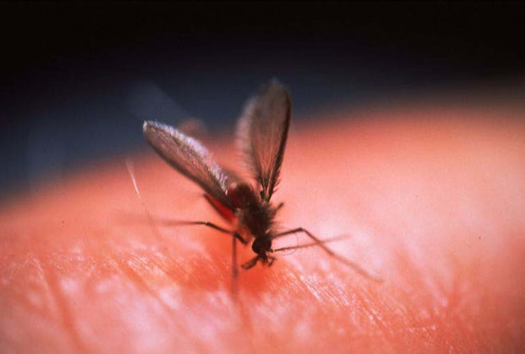 Small flying insect on human skin