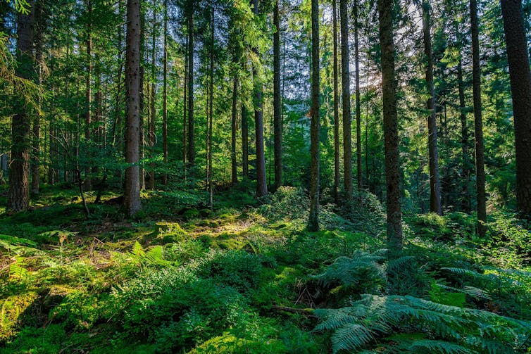 Un día soleado en la Selva Negra alemana. Shutterstock / Arthur Palmer