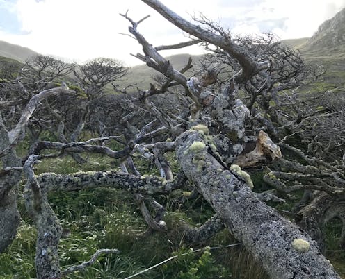 The world's southernmost tree hangs on in one of the windiest places on Earth – but climate change is shifting those winds