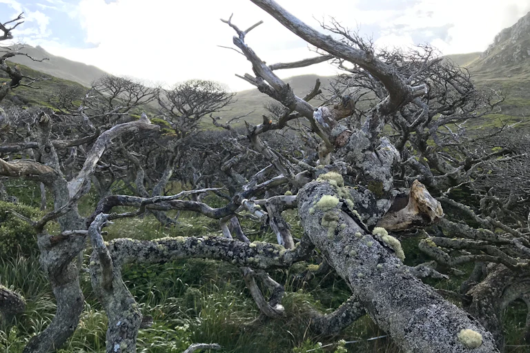 Gnarled, barren branches of a stunted tree.