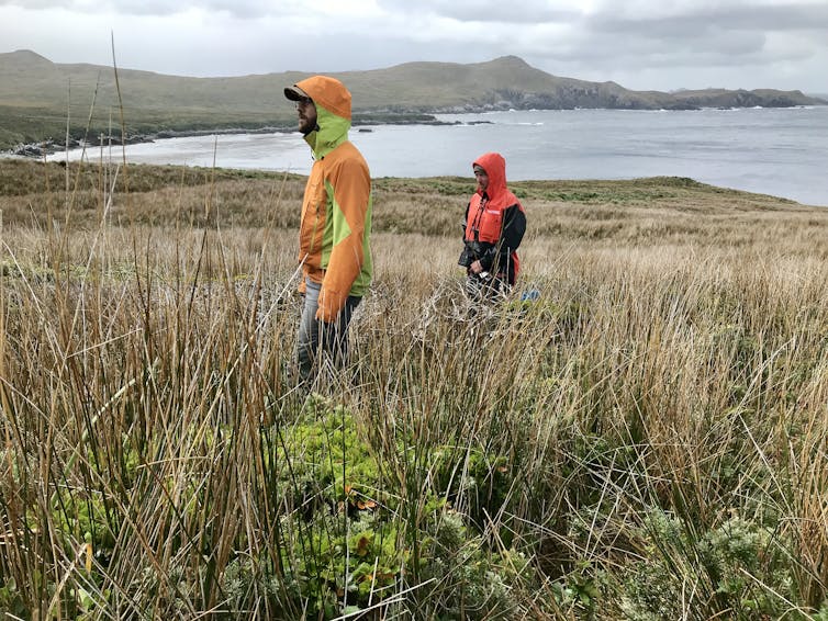 Two researchers stand behind a short, horizontally growing tree among grasses and backed by a large bay.