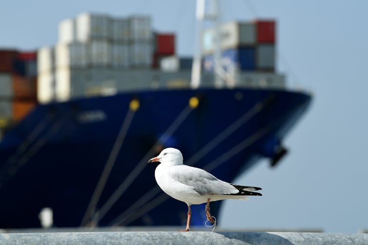 Seagull in front of a container ship in Port Botany.
