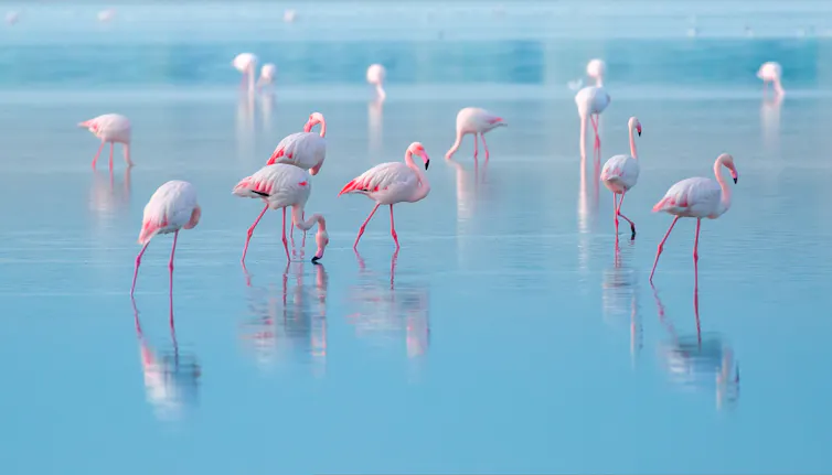 A flock of pink flamingos in blue water