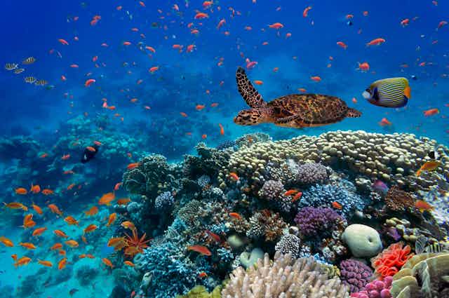A sea turtle and tropical fish swim above a coral reef.