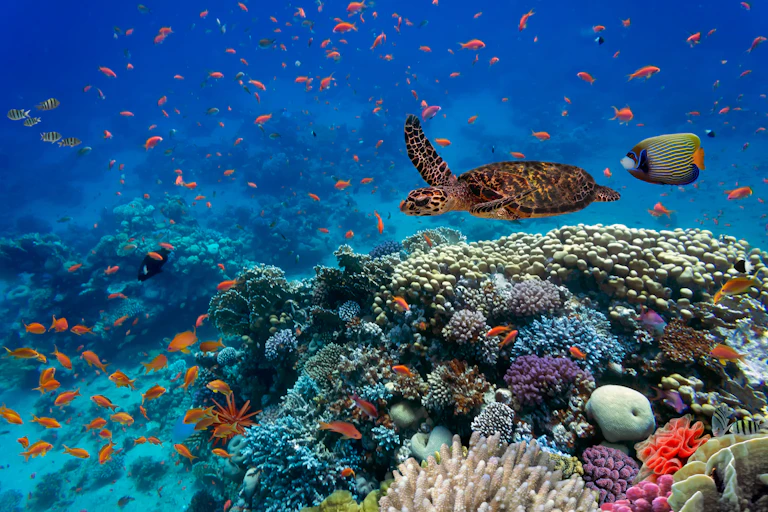 A sea turtle and tropical fish swim above a coral reef.